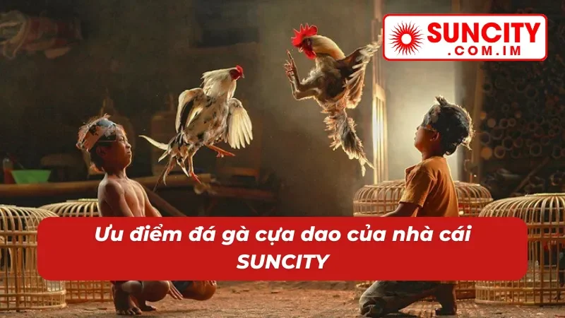 Đá Gà Cựa Dao - Địa Điểm Cá Cược Chọi Gà Đặc Sắc Tại SUNCITY 3 Ưu điểm của đá gà cựa dao SUNCITY