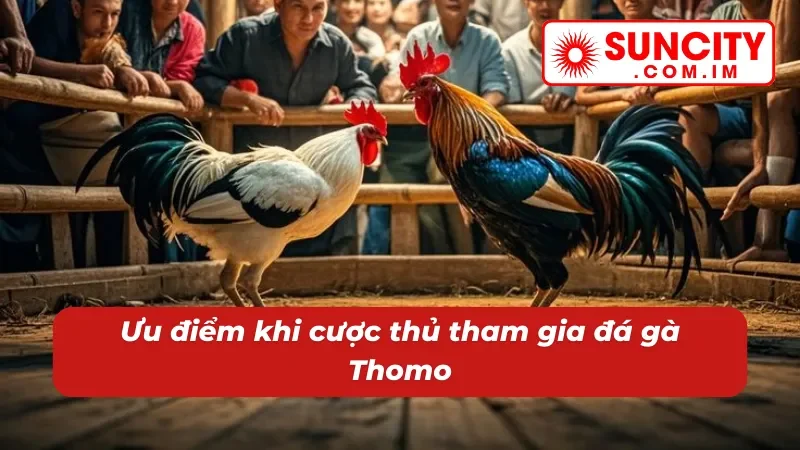 Đá Gà Thomo Uy Tín Bậc Nhất SUNCITY Dành Cho Newbie 2026 3 05 ưu điểm chỉ có tại đá gà Thomo